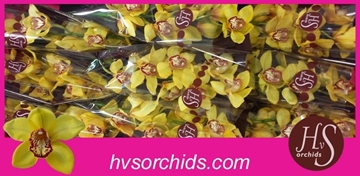 Cymbidium La Vie Stella 60 Cm - 8/11bl