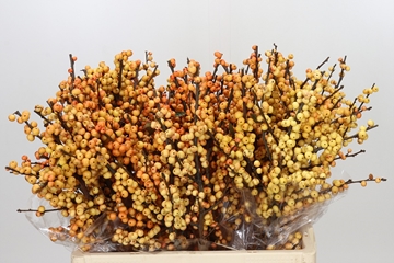 Ilex Gresgold 60cm