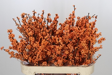 Ilex Winter Gold 80cm