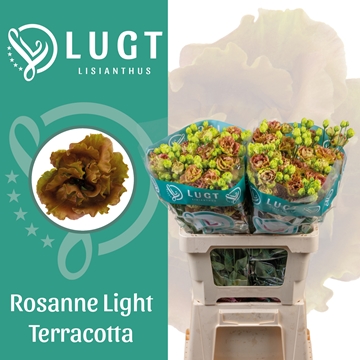 Lisianthus Double Light Terracotta 70cm