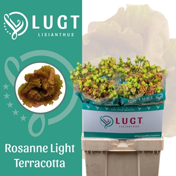 Lisianthus Double Light Terracotta 70cm