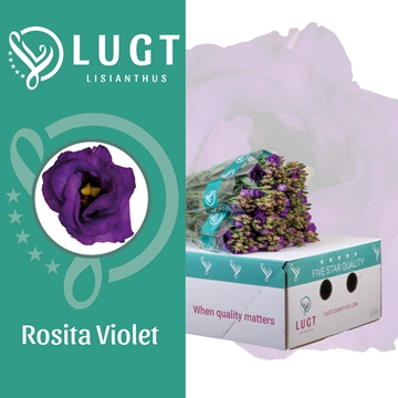 Eus G Rosita Violet 70cm