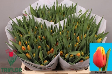 Tulipa Denmark 44cm 42gram