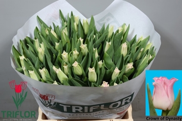 Tulipa Li Crown Dynasty 42cm 38gram