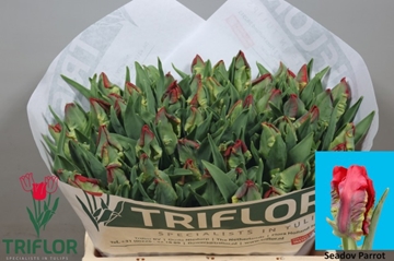 Tulipa Par Seadov Parrot 36cm 35gram
