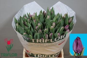 Tulipa Saigon 42cm 46gram