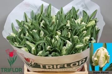 Tulipa Par Super Parrot 40cm 34gram