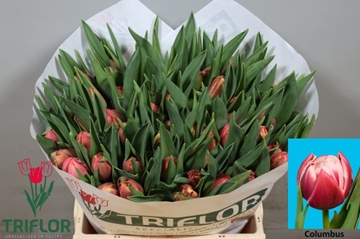 Tulipa Double Columbus 41cm 41gram
