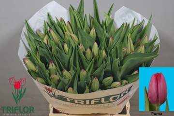 Tulipa Puma 44cm 61gram