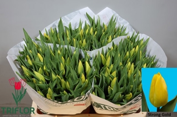 Tulipa Strong Gold 44cm 42gram