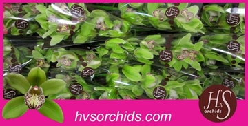 Cymbidium Hans 50 Cm - 5/8bl