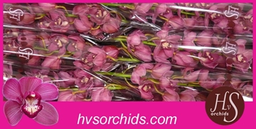 Cymbidium Red Dream 80 Cm - 12/15bl