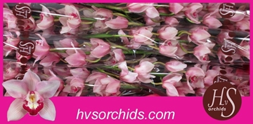 Cymb T Mrs Teresa 80 Cm - 12/15bl