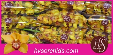 Cymbidium Esther 60 Cm - 8/11bl