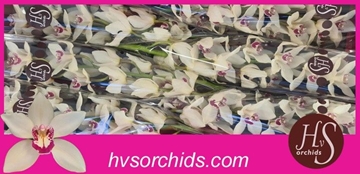 Cymbidium Ivory 80 Cm - 12/15bl