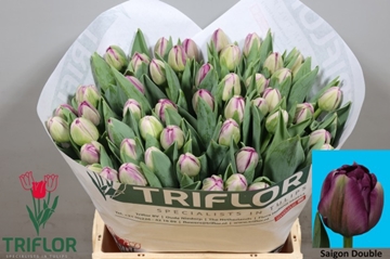 Tulipa Double Saigon Double 40cm 45gram