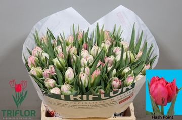 Tulipa Double Flash Point 39cm 41gram