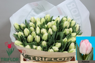 Tulipa Double Foxtrot 37cm 34gram