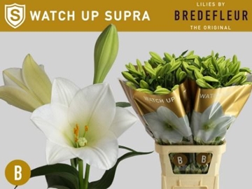 Lilium Lf Watch Up 100cm 3/5bl