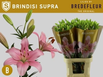 Lilium La Brindisi 90cm 4/6bl