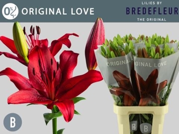 Lilium La Original Love 90cm 3/5bl