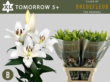 Lilium Ot Tomorrow 100cm 5/7bl