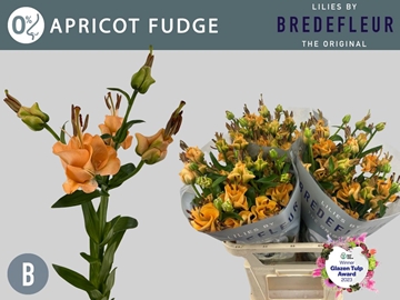 Lilium La Apricot Fudge 70cm 3/5bl