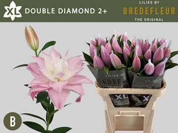 Li Or Du Dou Diamond 80cm 2/4bl