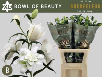 Li Or Du Bo Of Beaut 90cm 4/5bl
