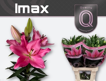 Li Or Imax 70cm 3/5bl