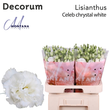Lisianthus Double Chrystal White 70cm
