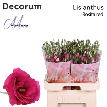 Lisianthus Double Rosita Red 70cm