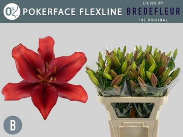Lilium La Pokerface 70cm 2/4bl