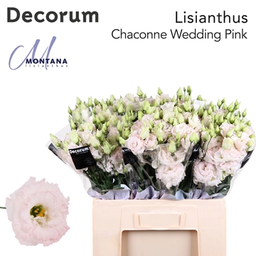 Lisianthus Double Chac Wedding Pink 60cm