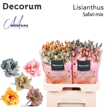 Lisianthus Double 70cm