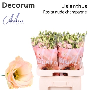 Lisianthus Double Rosita Champagne 70cm
