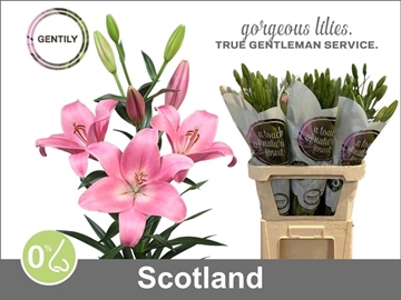 Lilium La Scotland 90cm 5/7bl