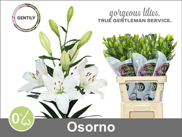 Lilium La Osorno 90cm 4/5bl
