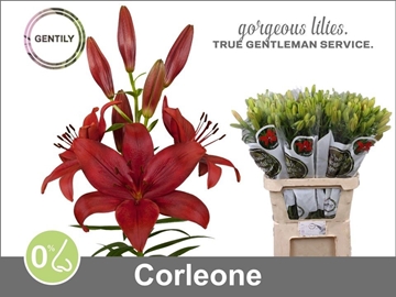 Lilium La Corleone 90cm 5/7bl