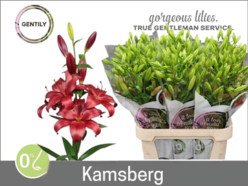 Li La Kamsberg 90cm 5/7bl