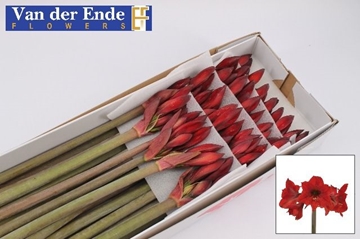 Hippeastrum Mini Rapido 50cm 4bl