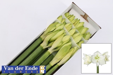 Hippeastrum Mont Blanc 4bl