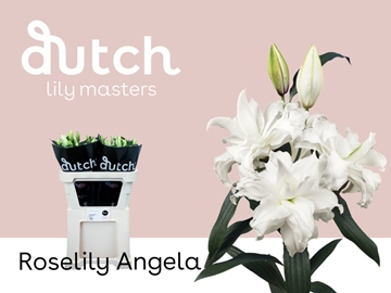 Lilium Or Double Angela 85cm 3/5bl