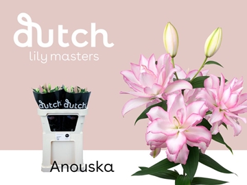 Lilium Or Double Anouska 75cm 1bl