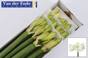 Hippeastrum Mont Blanc 4bl