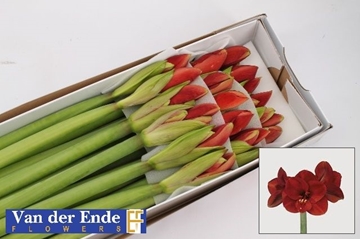 Hippeastrum Ferrari 4bl