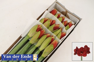 Hippeastrum Ferrari 4bl