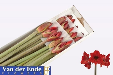 Hippeastrum Mini Rapido 75cm 45bl