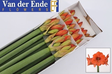 Hippeastrum Naranja 4bl