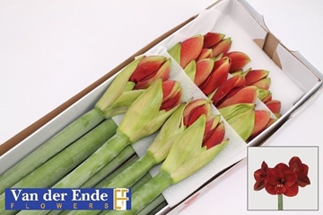 Hippeastrum Ferrari 4bl